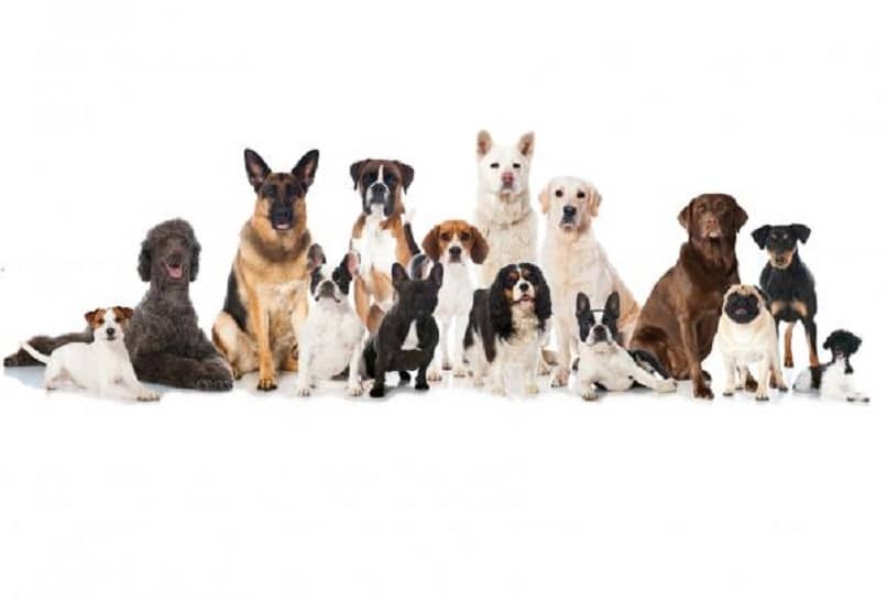 The wide variety of dog breeds is enormous.