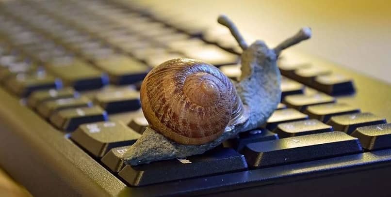 snail on the computer keyboard